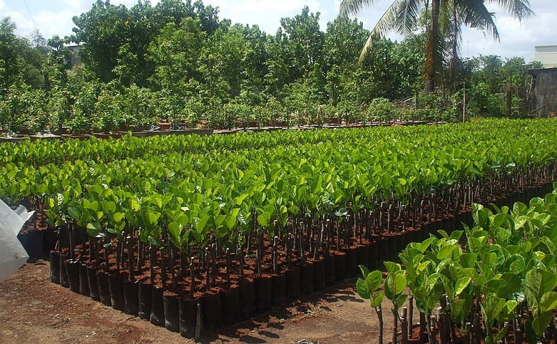 Trung tâm cây giống Sài Gòn được Địa Chỉ Vàng đánh giá cao khi bán cây giống ăn trái TPHCM