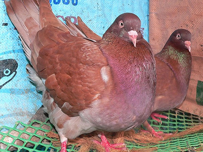 Trại bồ câu Nông Lâm - Cơ sở bán bồ câu thịt TPHCM