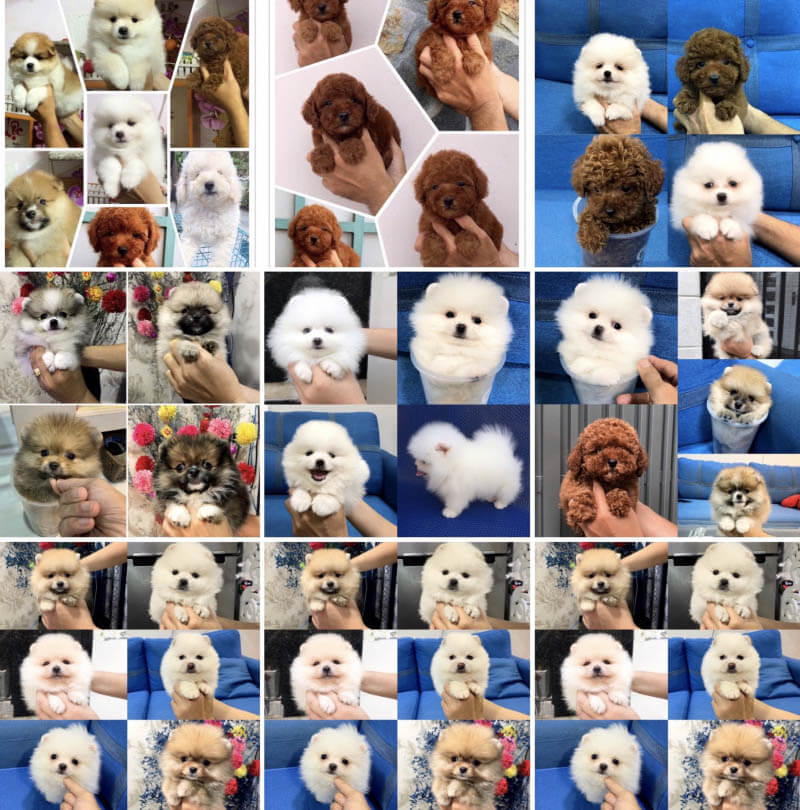Nơi bán chó poodle giá rẻ TPHCM -  Bin Bon Dog Shop