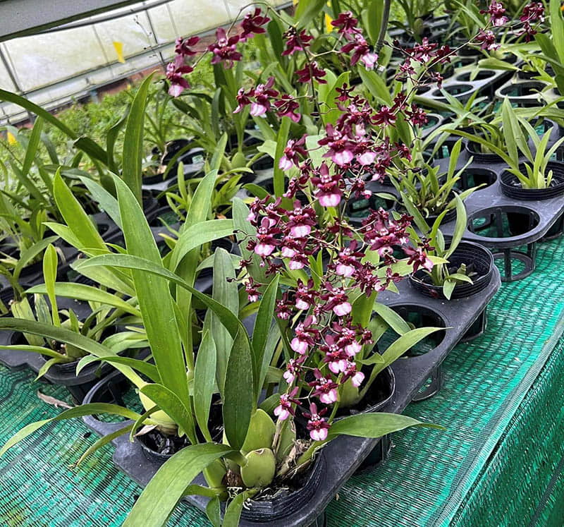 Địa chỉ bán hoa lan giống TPHCM uy tín - Hoàng Hòa Orchids