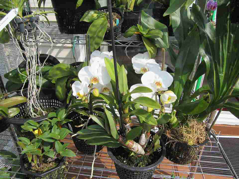 Cơ sở cung cấp đa dạng các dòng hoa lan giống tại TPHCM - Vua Hoa Lan