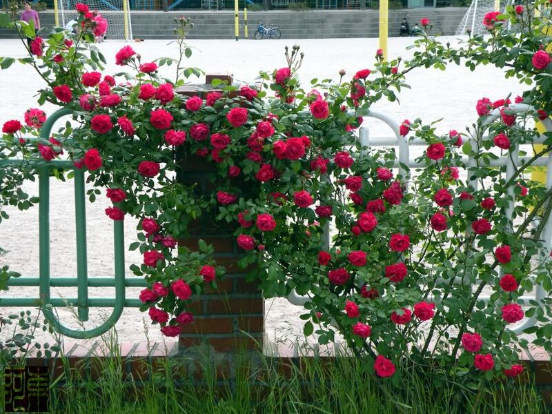 Hiền Garden - Địa chỉ bán cây hoa hồng leo TPHCM uy tín