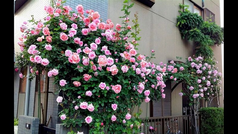 Hoa hồng Cô Long - Địa chỉ bán hoa hồng leo TPHCM