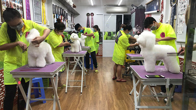 Đơn vị giảng dạy cách cắt tỉa lông chó tại Sài Gòn - Cosa Pets Grooming