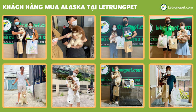 Địa chỉ mua chó Alaska ở TPHCM - Letrungpet.com