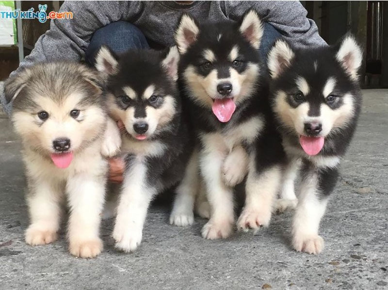 Cơ sở bán chó Alaska đẹp, giá cả phải chăng tại Sài Gòn - Thú Kiểng